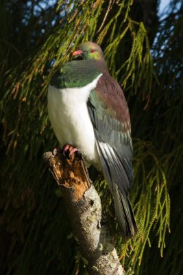 New Zealand Pigeon