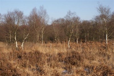 boerenkuilen_in_de_winter.JPG