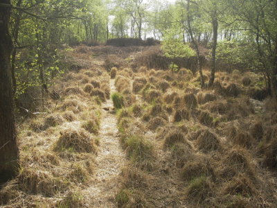 Het wildernisgevoel0775.JPG