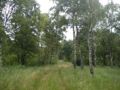horster driehoek 6084.JPG