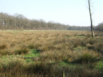 horsterweitjes kort na inrichting.JPG