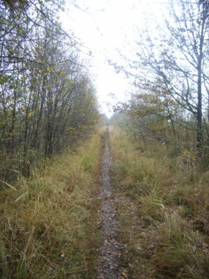pad eikenlaan wildernisgevoel.JPG