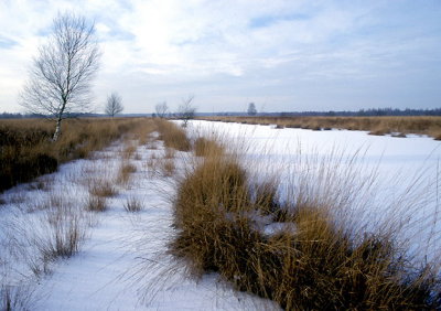 peelwinter.JPG
