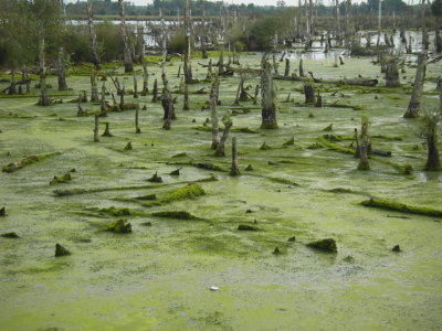 woekerend veenmos7909.JPG