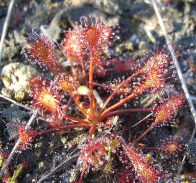 zonnedauw-macro002a.JPG
