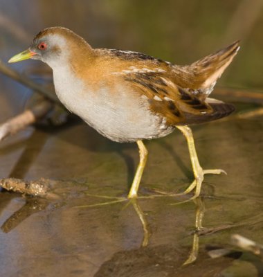 Little Crake