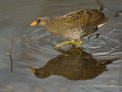 Spotted Crake