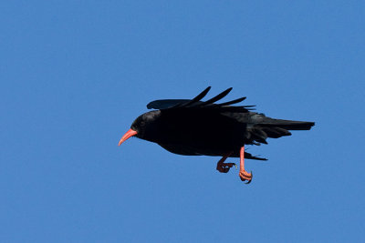 Red-billed Chough