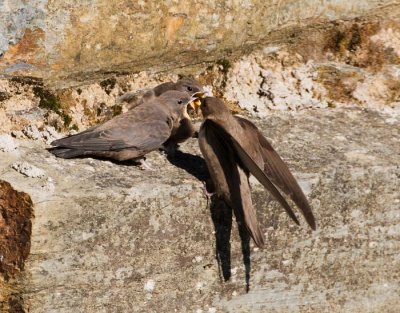 Crag Martin