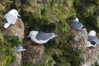 Redlegged Kittiwake