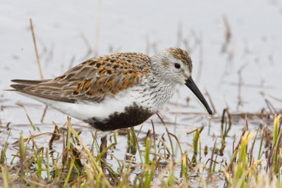 Dunlin