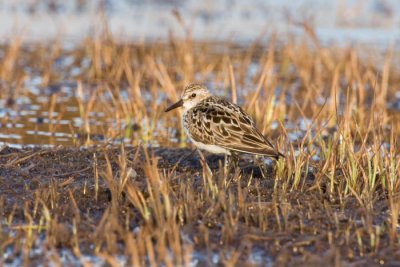 Sanderling