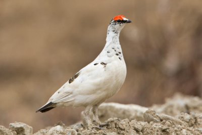 Rock Ptarmigan