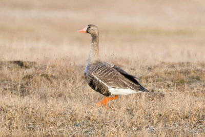 Greater White fronted Goose