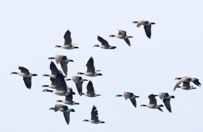 Aleutian Canada Goose