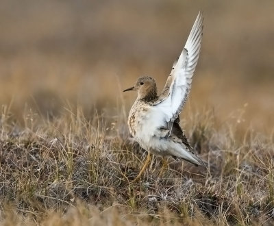 Buff-breasted Sandpiper