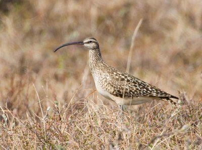 Bristle-thighed Curlew