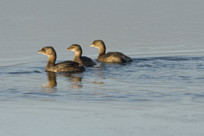 Pied-billed Grebe