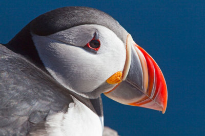 Puffin