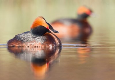 Slavonian Grebe