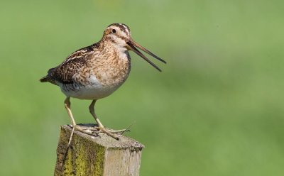 Common Snipe
