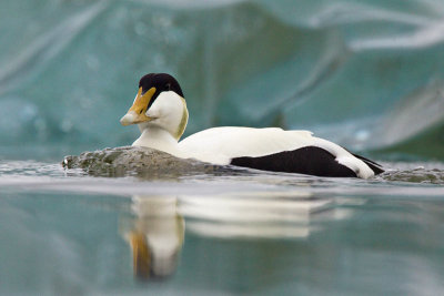 Common Eider