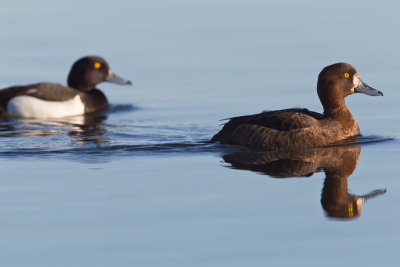 Greater Scaup