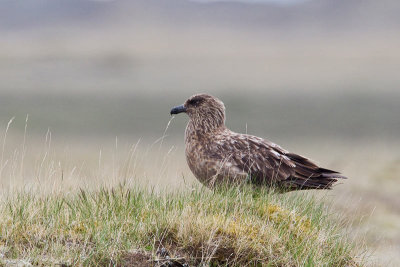 Great Skua