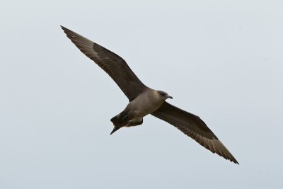 Arctic Skua