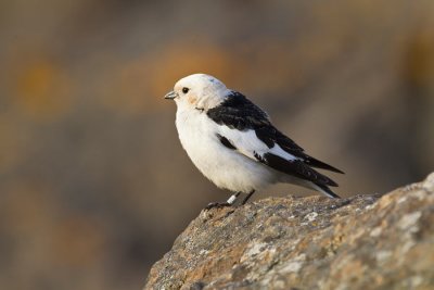 Snow Bunting