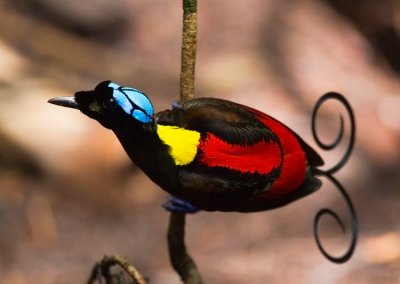 Birds of Paradise & Bowerbirds