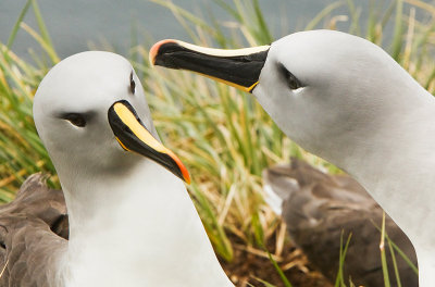 Grey-headed Albatross