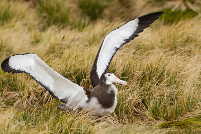 Snowy (wandering)  Albatross