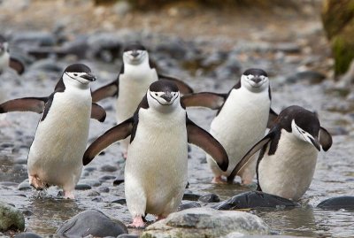 Chinstrap Penguin