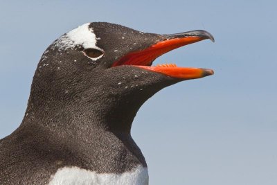 Gentoo Penguin