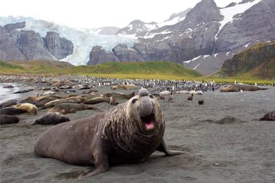 Southern Elephant Seal