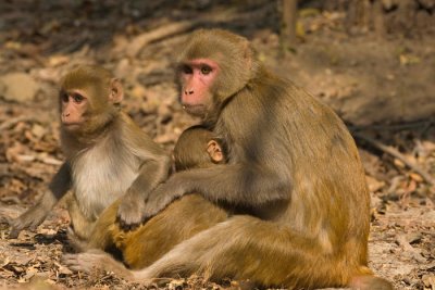 Rhesus Macaque