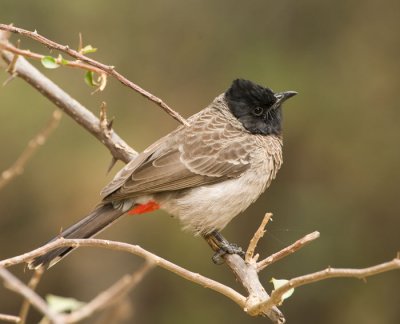 Red-vented Bulbul