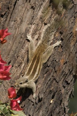 Striped Squirrel