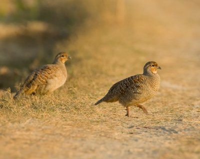 Gray Francolin