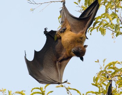 Flying Fox