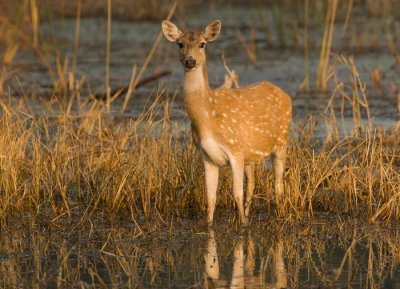 Chital