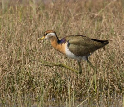 Bronze winged Jacana