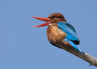 Kingfisher-Woodpecker-Hornbill