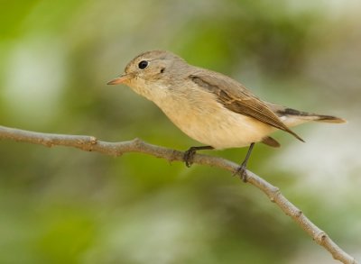 Red throated flycatcher