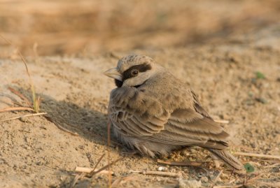 Ashy-crowned sparrow lark