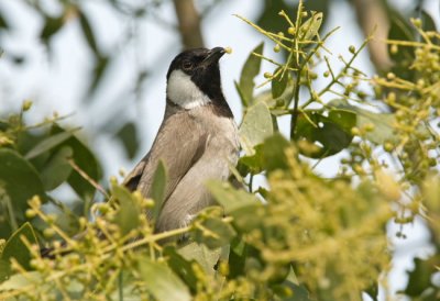 White-eared Bulbul