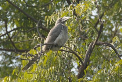 Indian Grey Hornbill