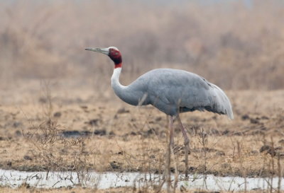 Sarus Crane