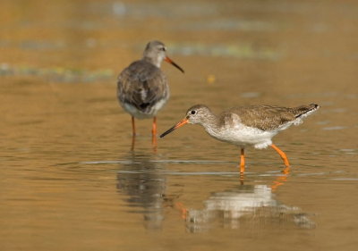 Common Redshank